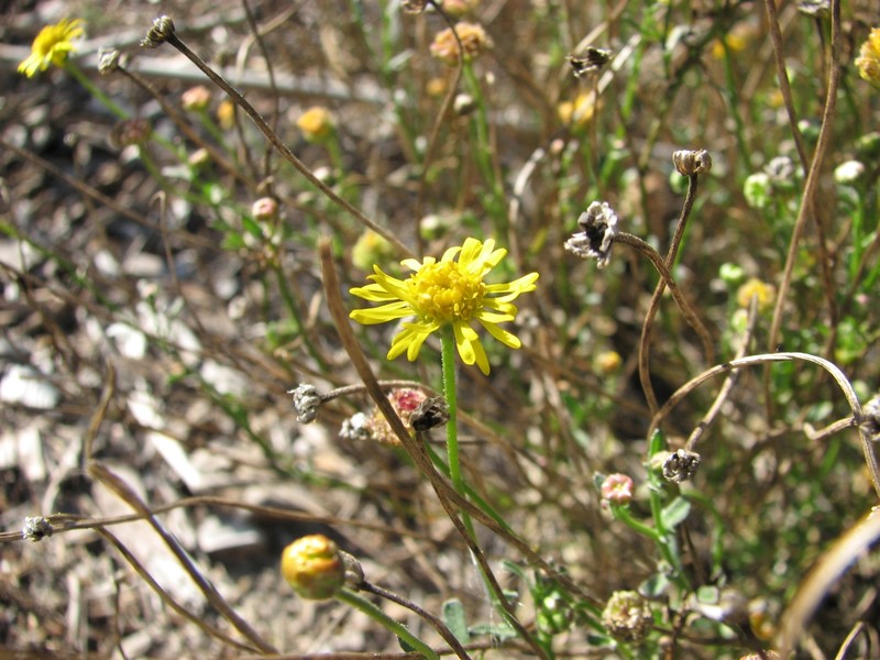 Vittadinia dentata