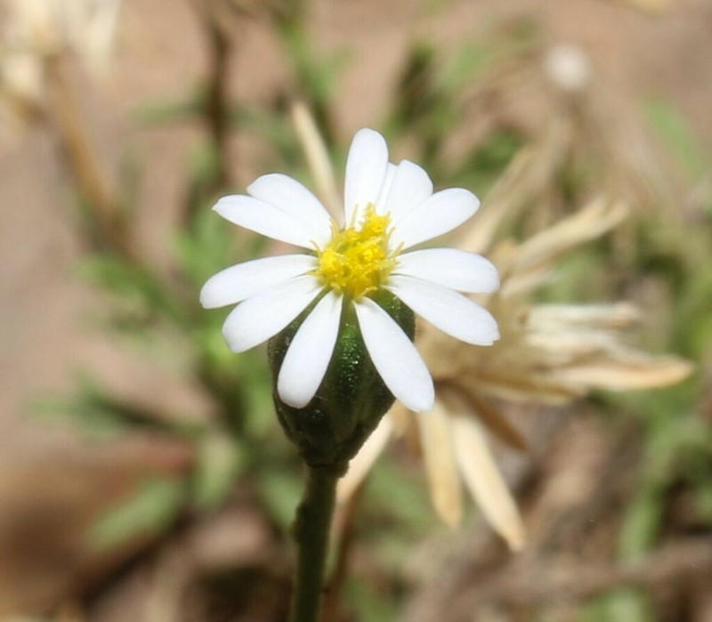 Vittadinia dissecta
