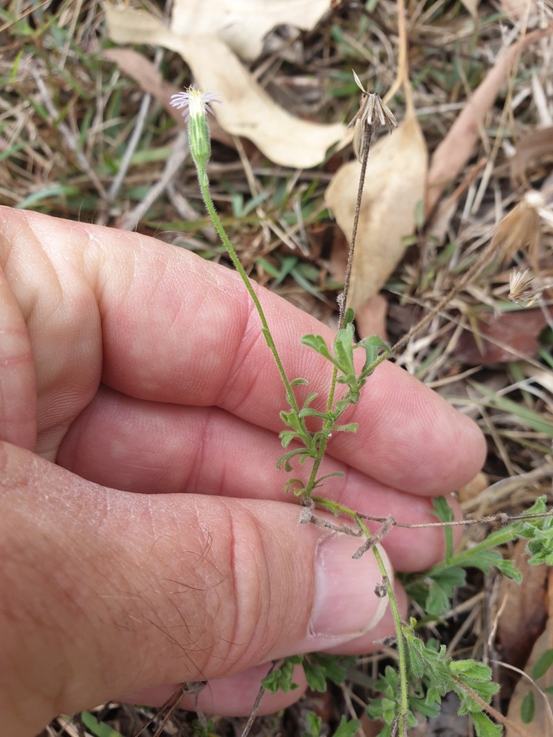 Vittadinia dissecta photo 3