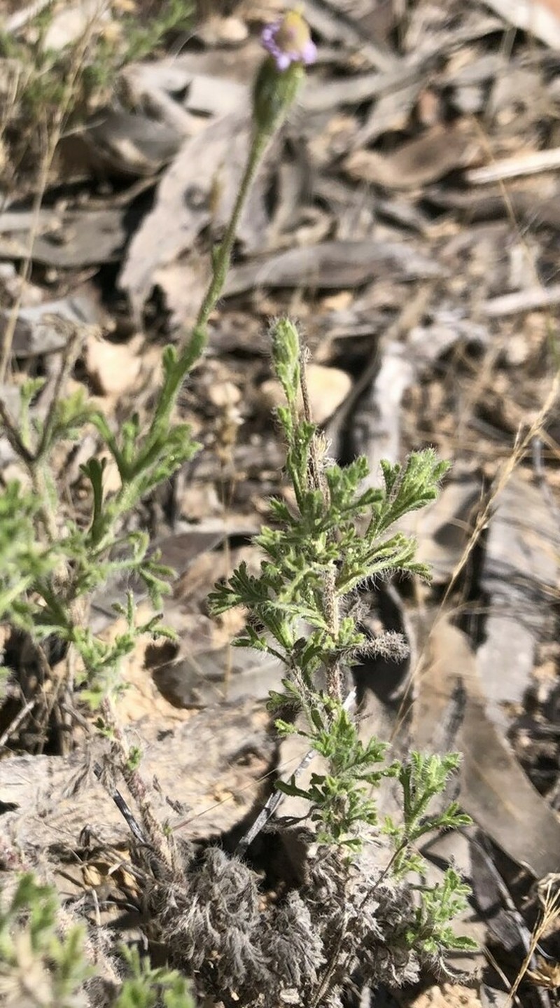 Vittadinia dissecta photo 6
