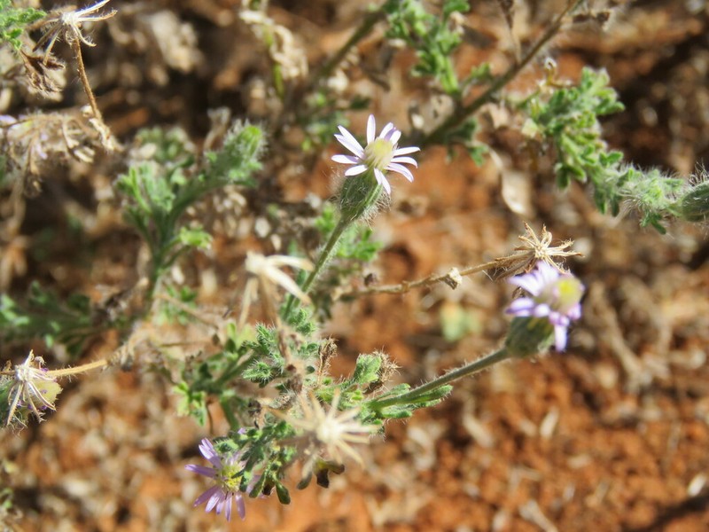 Vittadinia dissecta photo 7