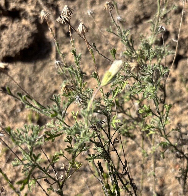 Vittadinia dissecta photo 8
