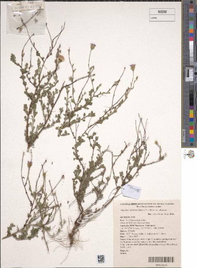 Vittadinia dissecta var. dissecta