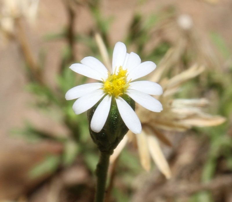 Vittadinia dissecta var. hirta photo 2