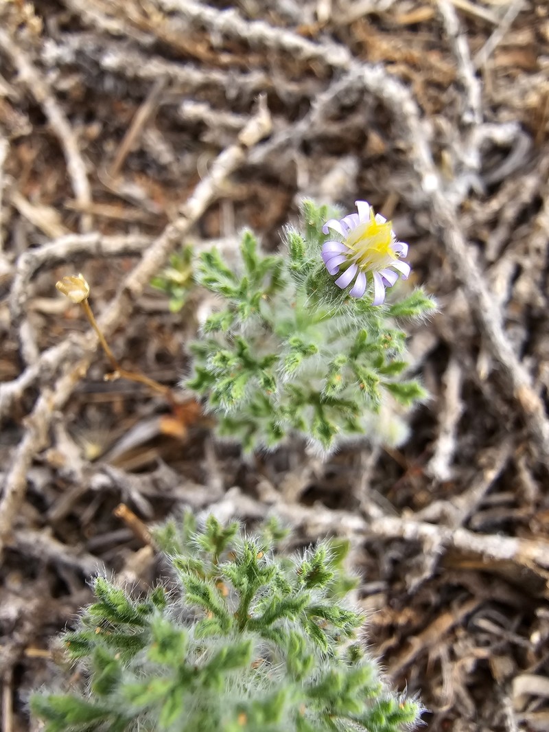Vittadinia dissecta var. hirta photo 4
