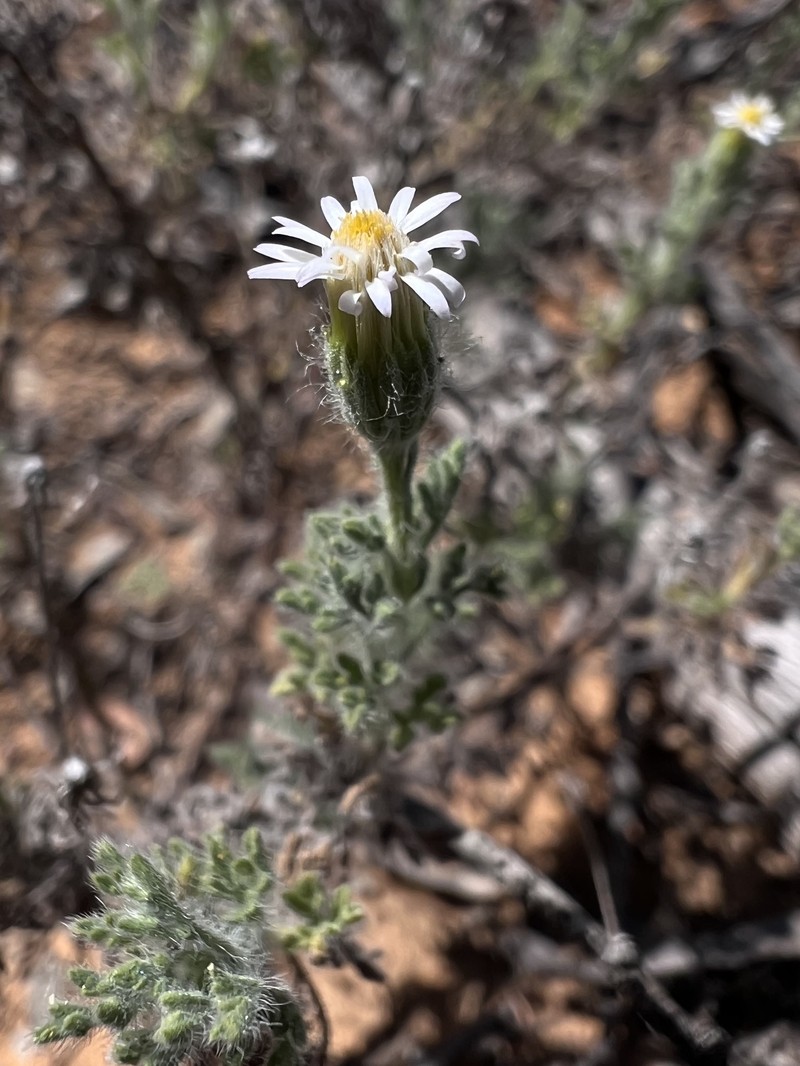 Vittadinia dissecta var. hirta photo 5