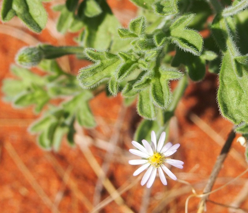Vittadinia dissecta var. hirta