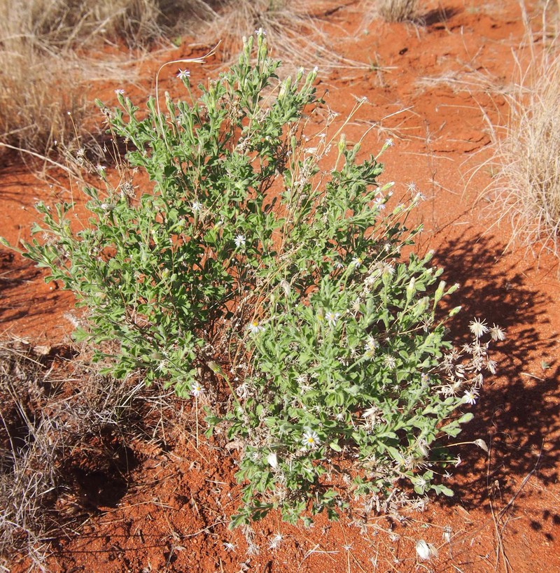 Vittadinia dissecta var. hirta photo 6