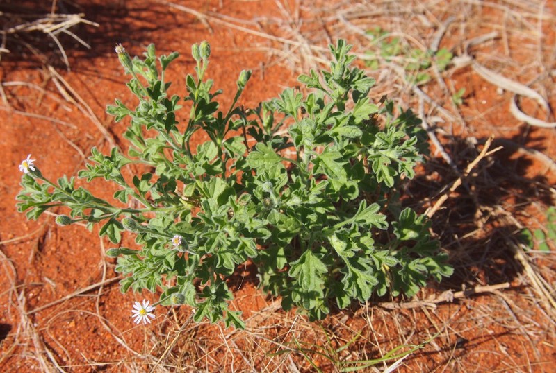 Vittadinia dissecta var. hirta photo 7