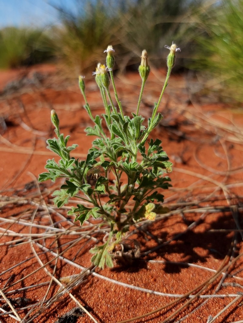 Vittadinia eremaea