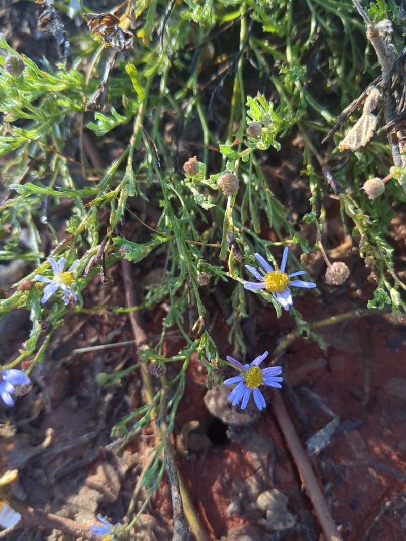 Vittadinia eremaea photo 2