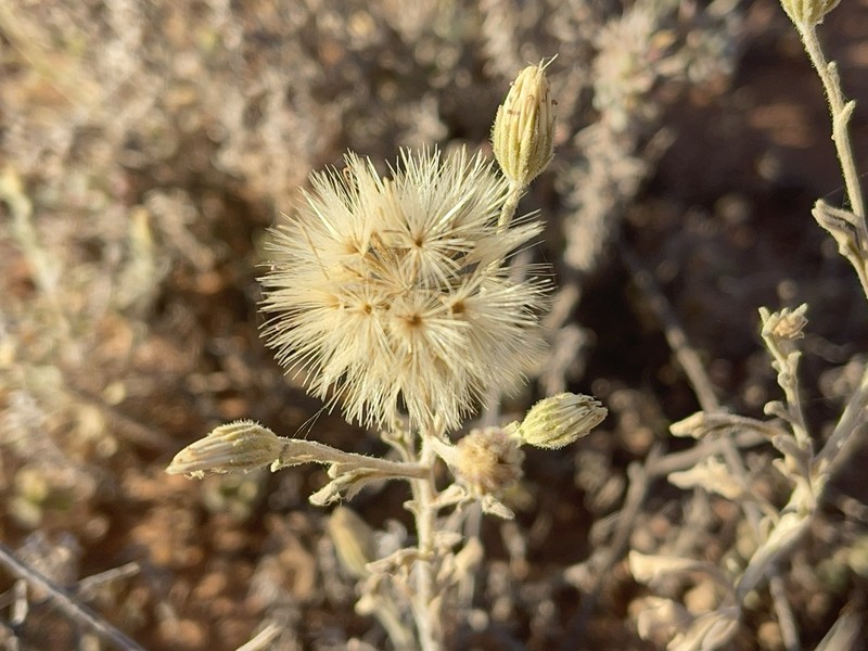 Vittadinia eremaea photo 3