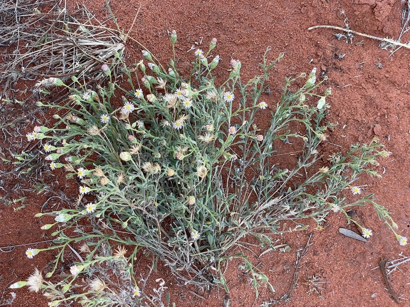 Vittadinia eremaea photo 4
