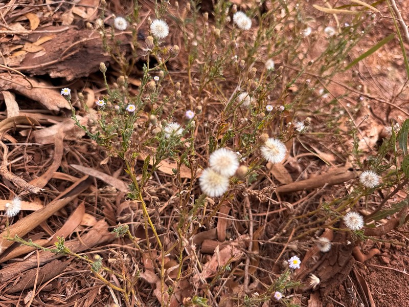 Vittadinia eremaea photo 5