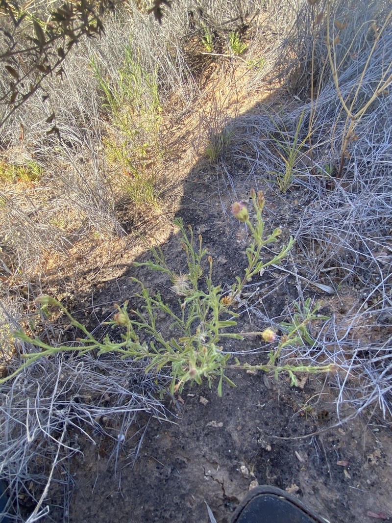 Vittadinia eremaea photo 6