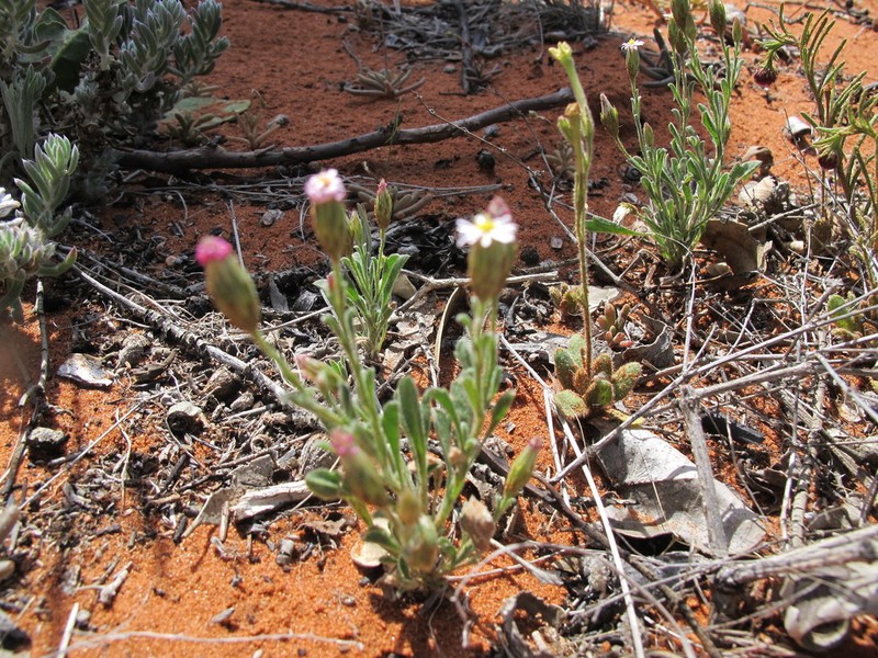 Vittadinia eremaea photo 8