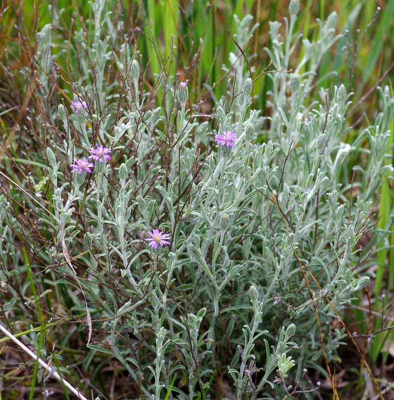 Vittadinia gracilis