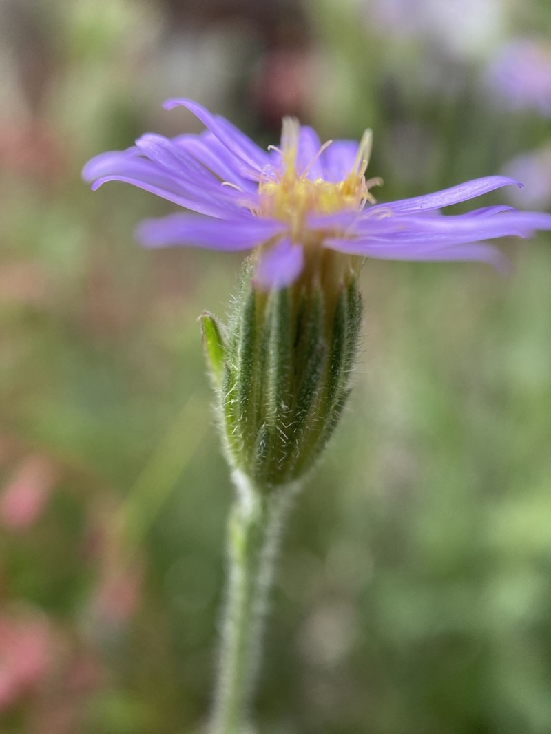 Vittadinia gracilis photo 2