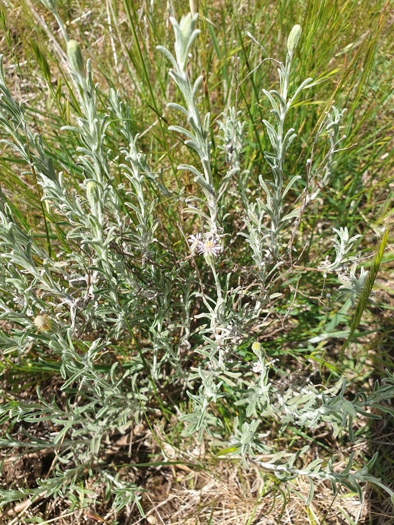 Vittadinia gracilis photo 3