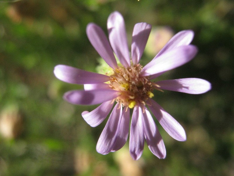 Vittadinia gracilis photo 4