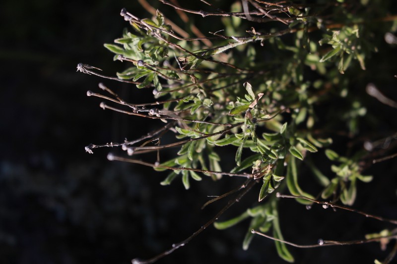 Vittadinia gracilis photo 5