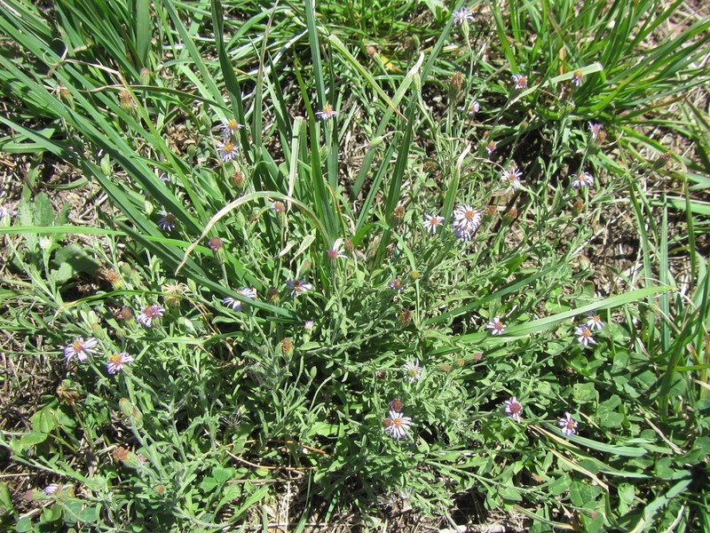 Vittadinia gracilis photo 6