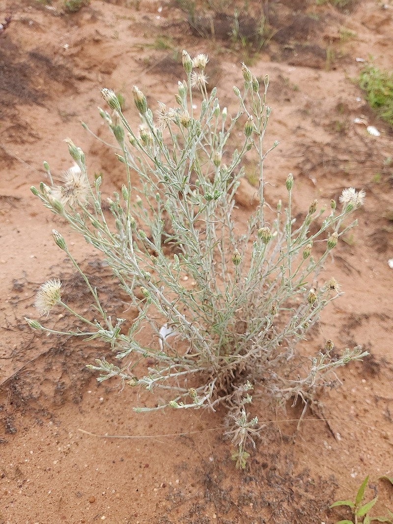 Vittadinia gracilis photo 7