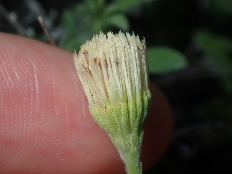 Vittadinia humerata