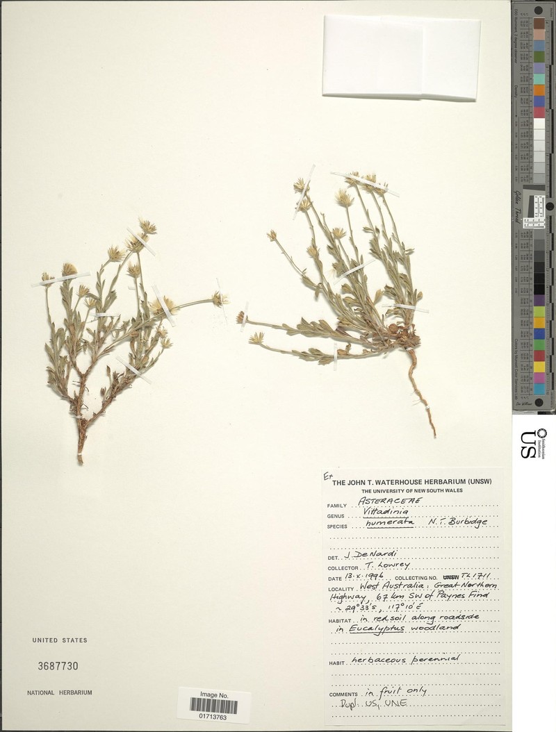 Vittadinia humerata photo 2