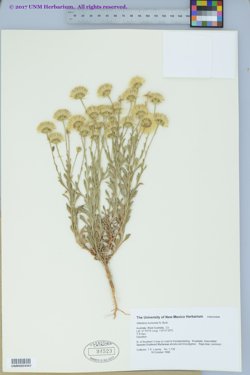 Vittadinia humerata photo 3