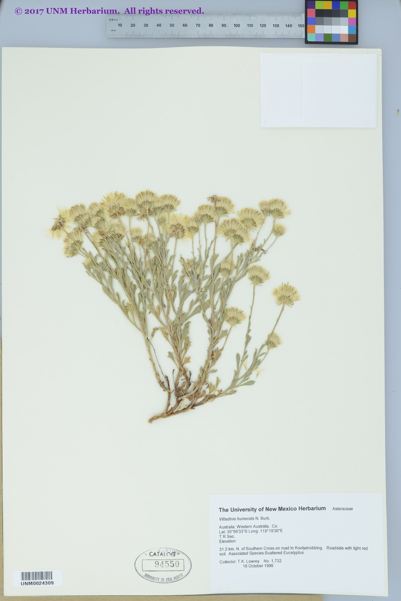 Vittadinia humerata photo 4
