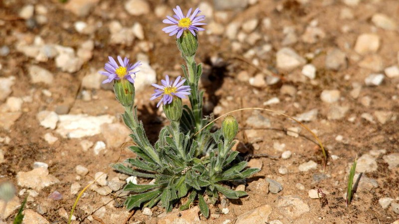 Vittadinia megacephala