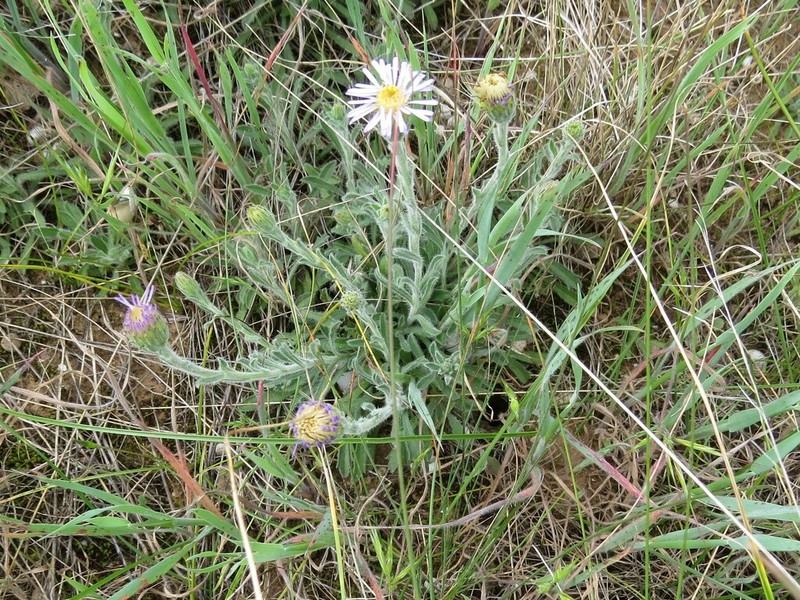 Vittadinia megacephala photo 2