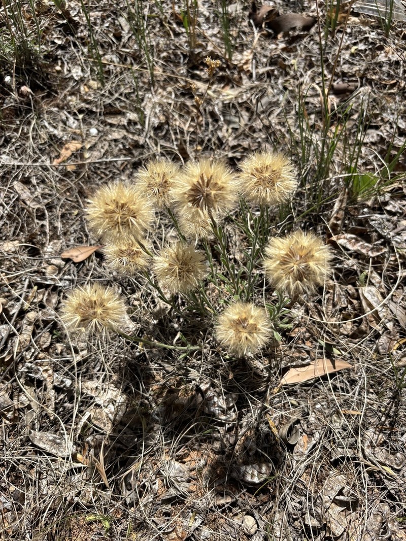 Vittadinia megacephala photo 3