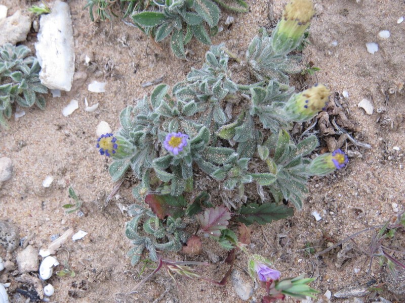 Vittadinia megacephala photo 4