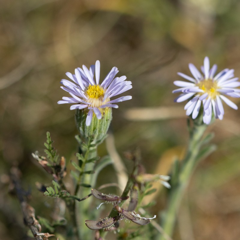 Vittadinia megacephala photo 5