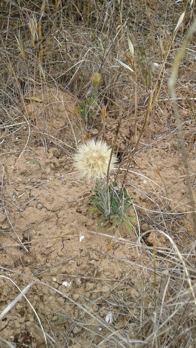 Vittadinia megacephala photo 6