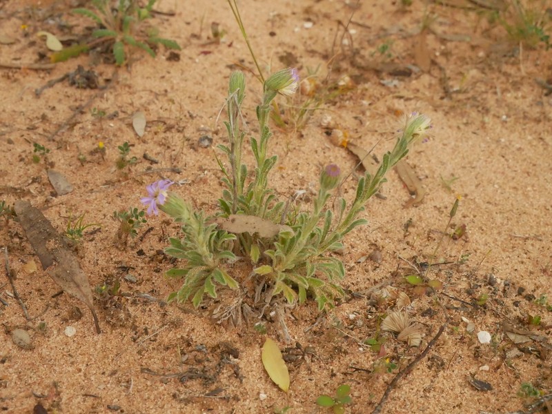 Vittadinia megacephala photo 7