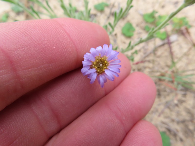 Vittadinia megacephala photo 8