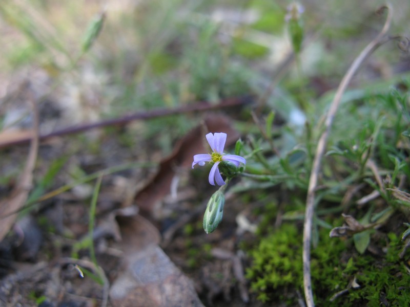 Vittadinia muelleri
