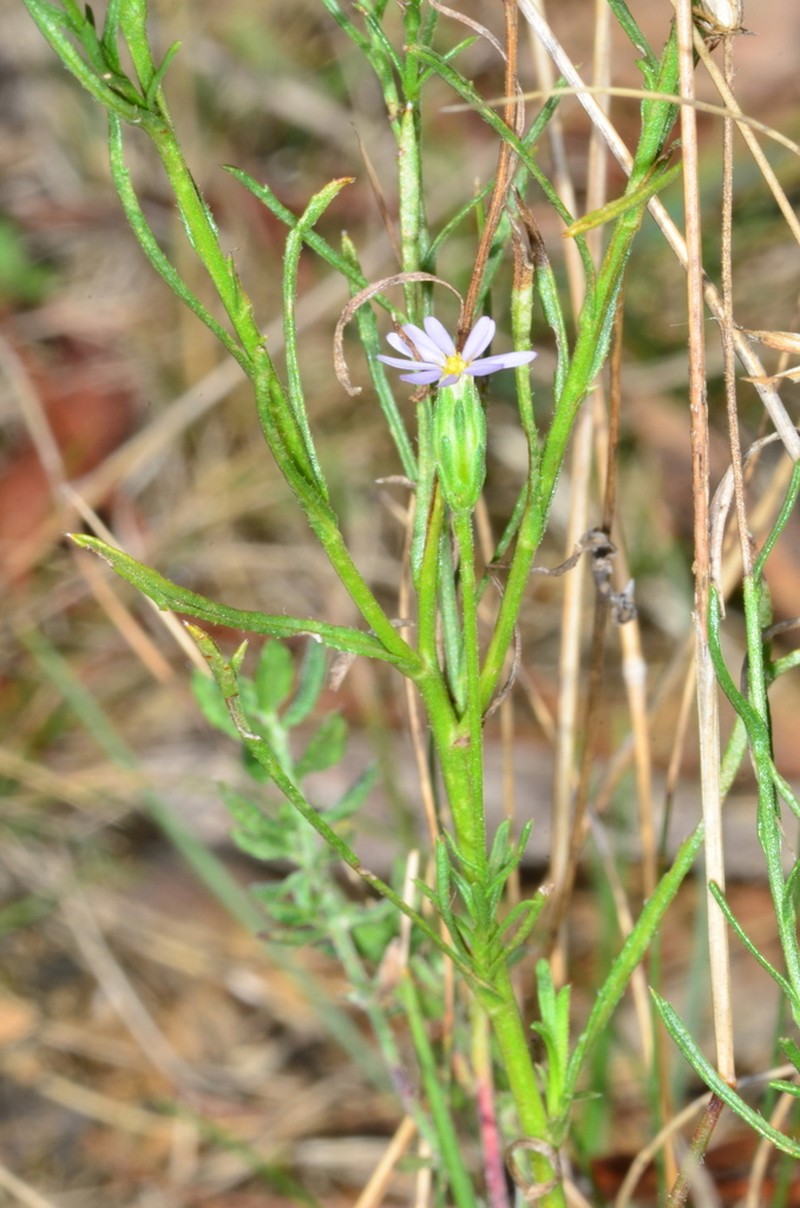 Vittadinia muelleri photo 2