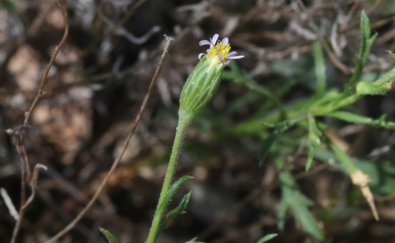 Vittadinia muelleri photo 3