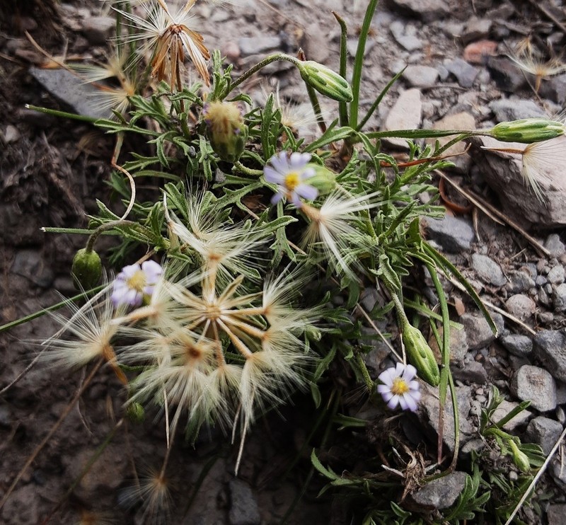 Vittadinia muelleri photo 4