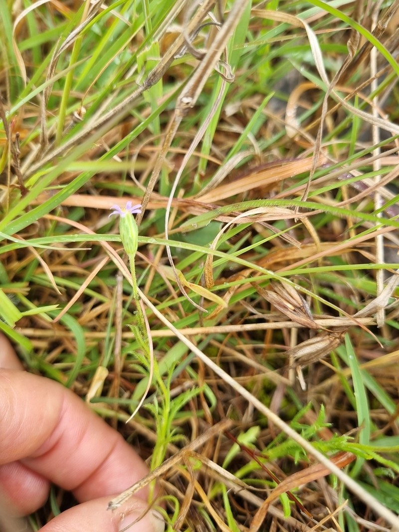 Vittadinia muelleri photo 5