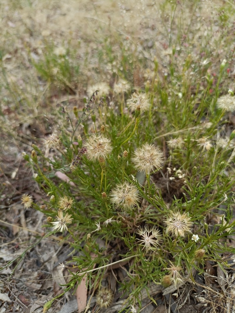 Vittadinia muelleri photo 6