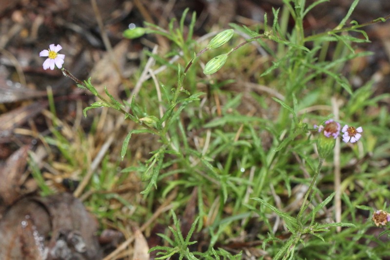Vittadinia muelleri photo 7