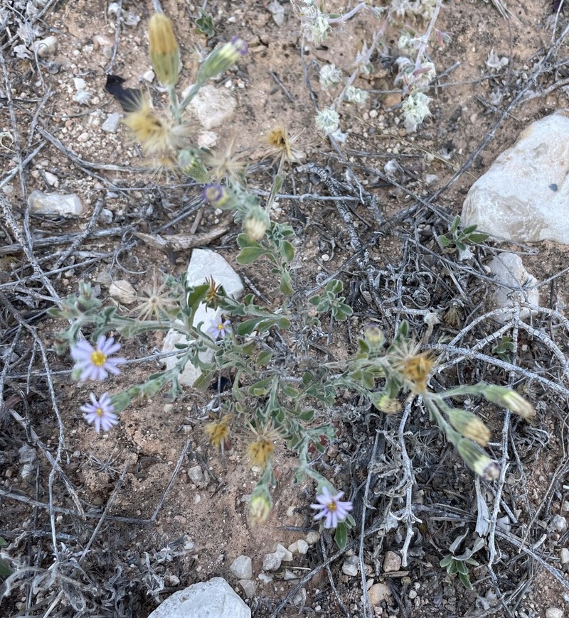 Vittadinia nullarborensis