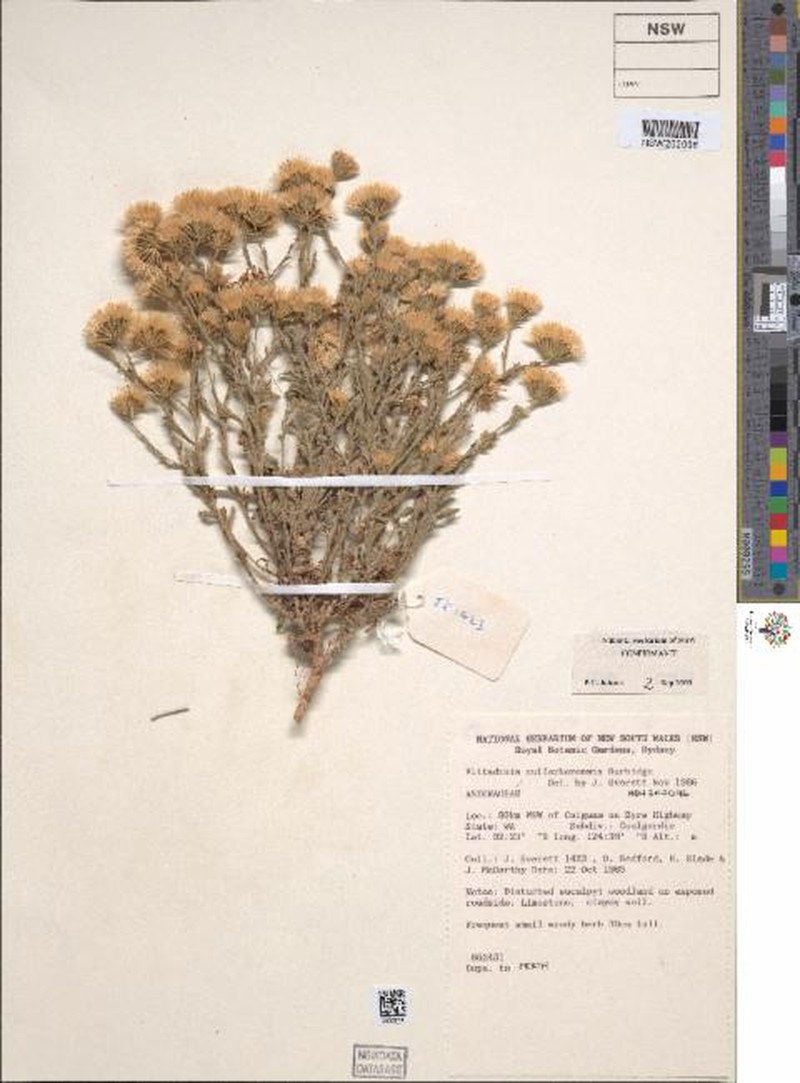 Vittadinia nullarborensis photo 2