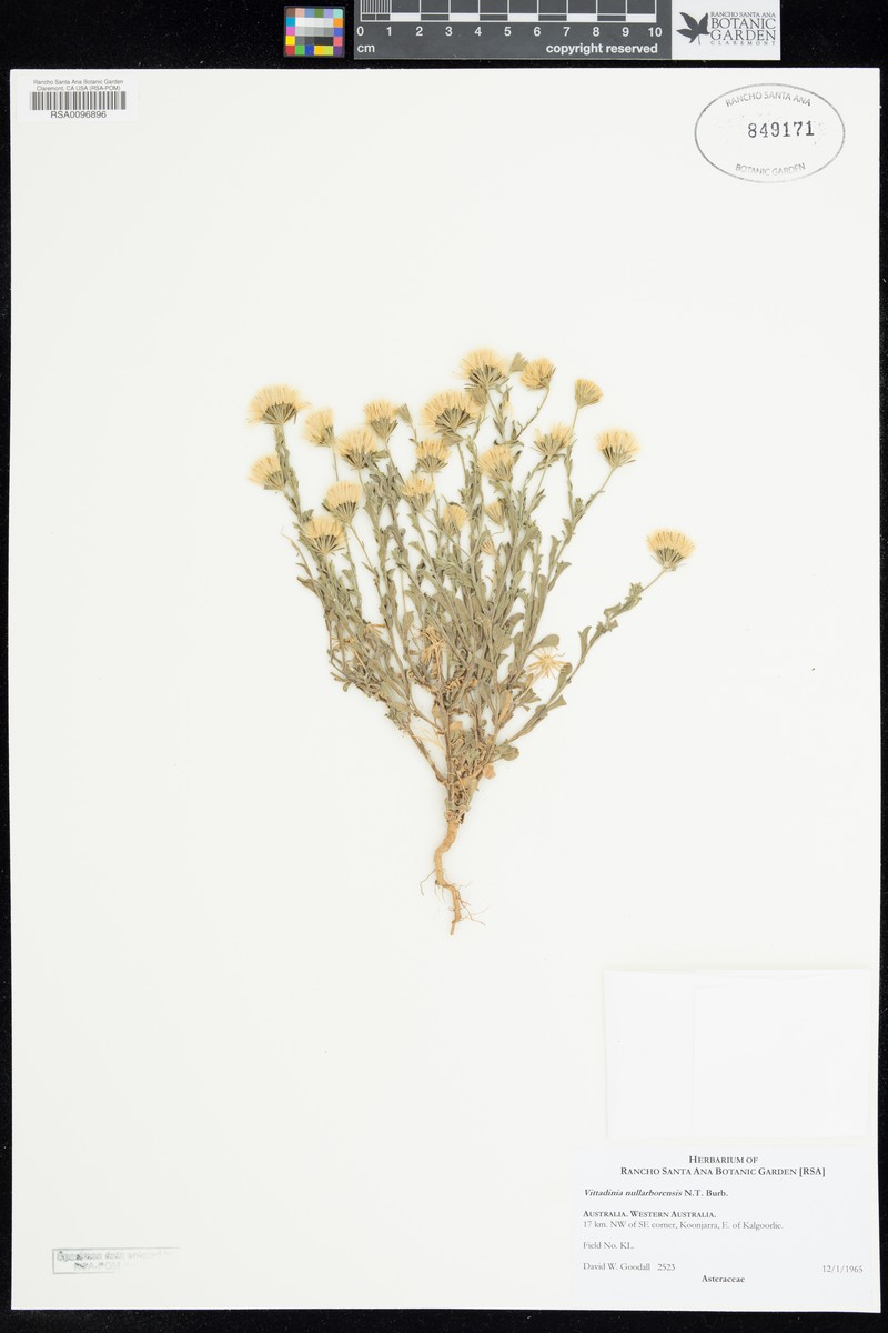 Vittadinia nullarborensis photo 3