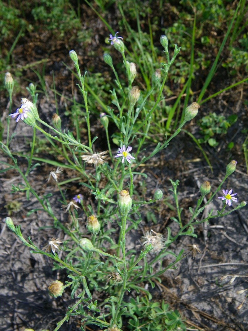 Vittadinia pterochaeta
